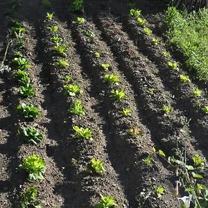 Agriturismo Oliva Azzurra Séjour à la ferme Valeriano Lunense